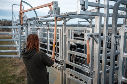 Livestock scale system used for weighing cattle, supporting agricultural scale sales and accurate animal weighing operations in El Paso, TX